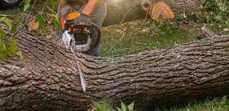 Vance, AL Tree Services Company