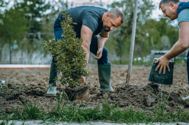 Best Lawn Drainage Solutions  in Vance, AL