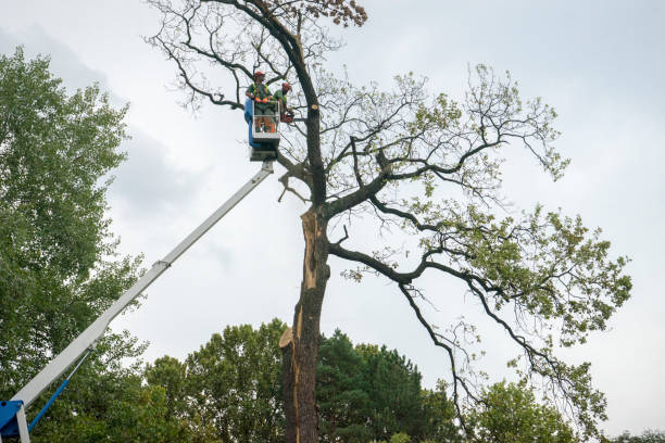 Best Tree Preservation Services  in Vance, AL