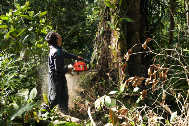 Best Tree and Shrub Care  in Vance, AL