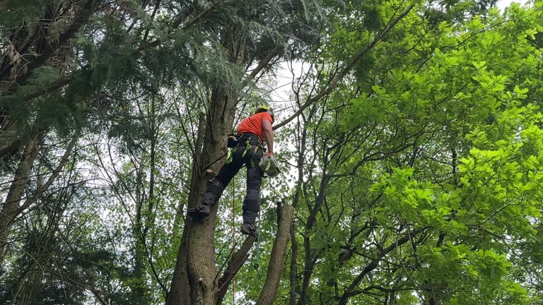 Best Tree Cabling and Bracing  in Vance, AL
