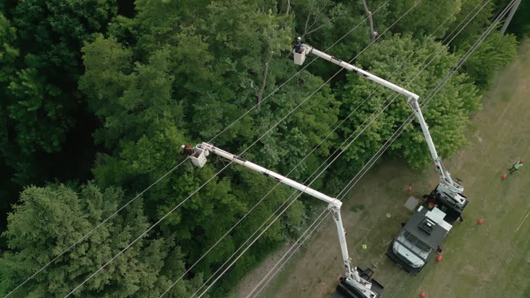 Best Emergency Tree Removal  in Vance, AL