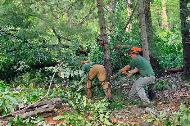 Best Palm Tree Trimming  in Vance, AL