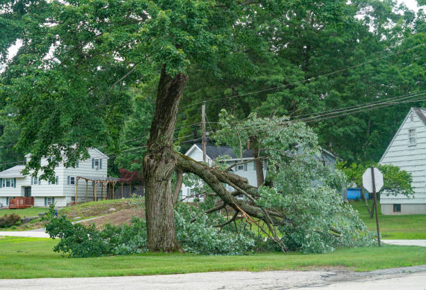 Best Storm Damage Tree Cleanup  in Vance, AL