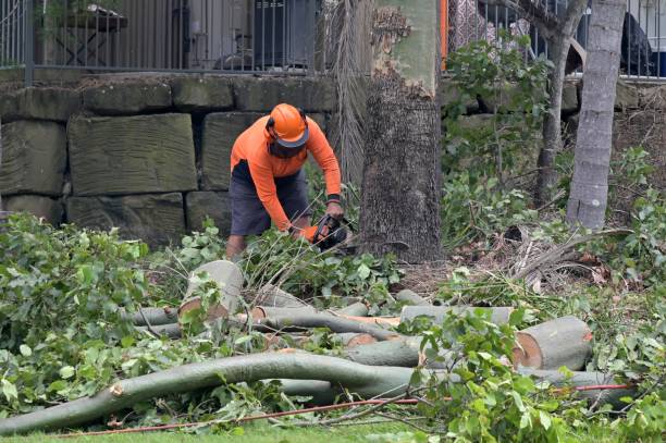 Best Tree Removal  in Vance, AL