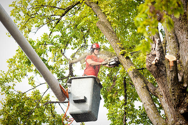 Best Firewood Processing and Delivery  in Vance, AL