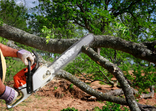 Lawn Maintenance Plans in Vance, AL