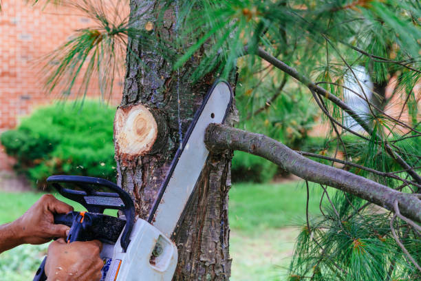 Best Tree Mulching  in Vance, AL